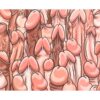 Penis Shaped Mouse Pad Diablo Picante